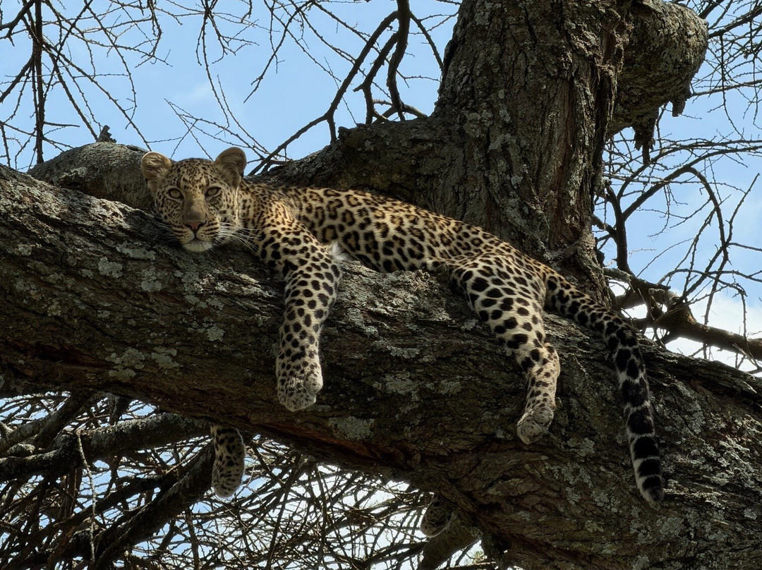 Karibu Safaris-Seefeld必去景点