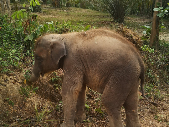 Following Giants - Krabi-Khlong Hin必去景点