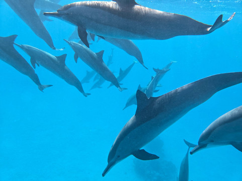 Infinity Diving Safari-马萨阿拉姆必去景点