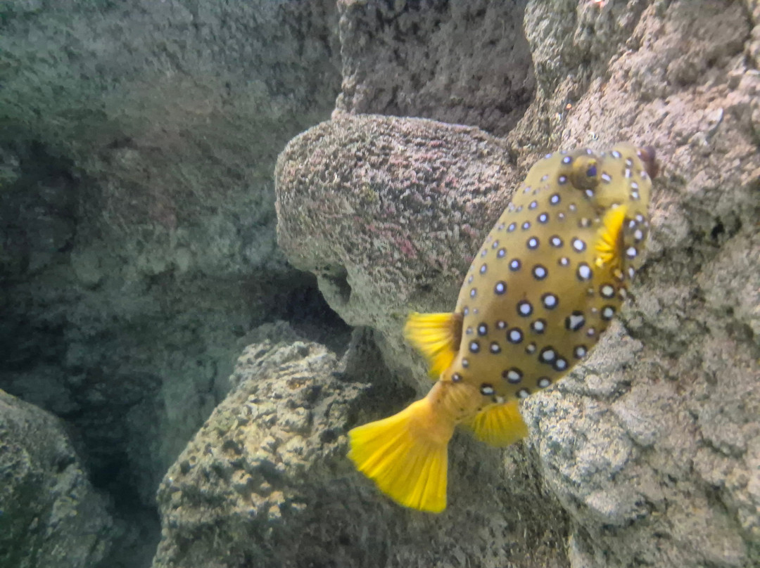 Lanzarote Aquarium-科斯塔特吉塞必去景点