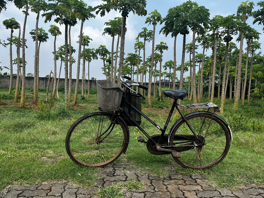 Thinnai Organic Farm主图