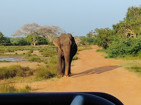 Kamal Safari Bundala Park-Hambantota必去景点
