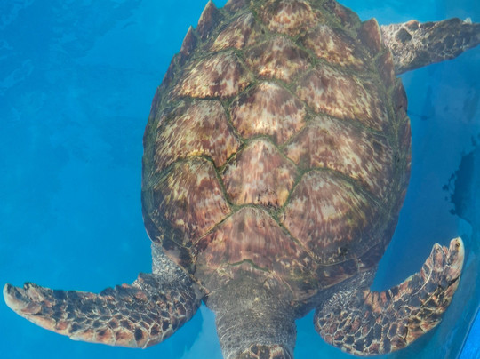Projeto Tamar-普拉亚多海滩必去景点