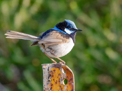 The Western Treatment Plant-韦里比必去景点