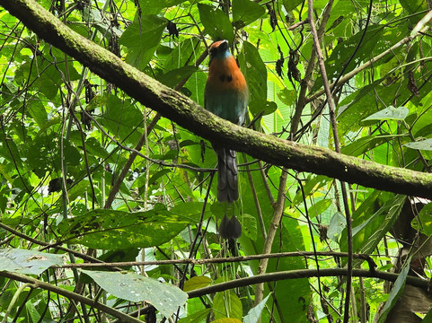 Dave & Dave's Costa Rica Nature Park-La Virgen必去景点