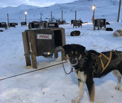 Green Dog Svalbard-朗伊尔城必去景点