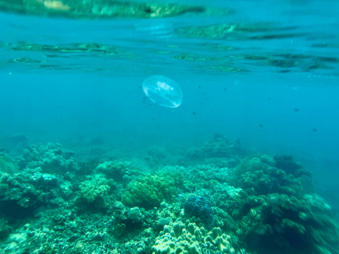 Ocean Ventures Fiji-萨武萨武必去景点