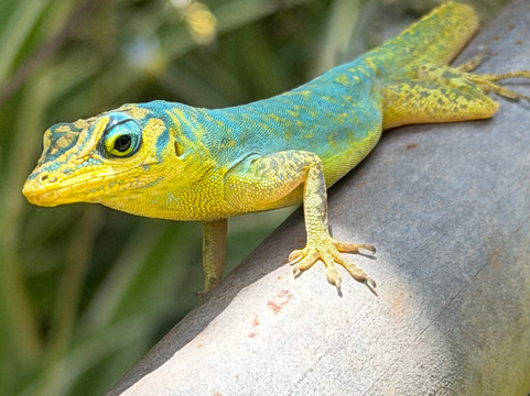 Palm Tree Gardens Botanical Garden-Saint David's必去景点