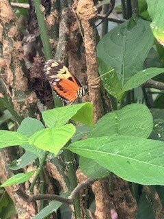 Panama Custom Tours-巴拿马城必去景点