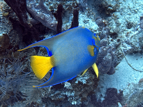 Blue Water Divers-Cockburn Town必去景点