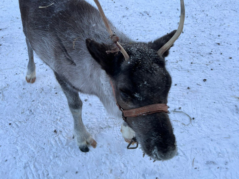 Wild Nordic Levi-Levi必去景点