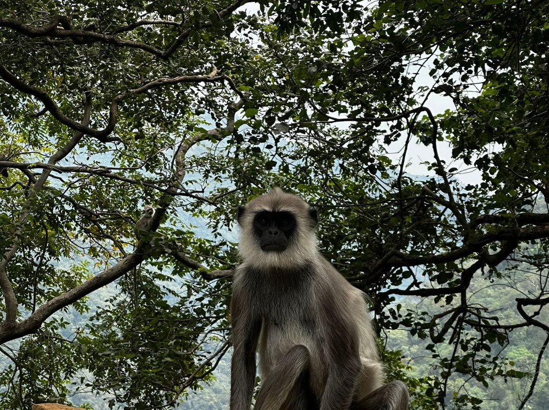 Trek Tropical Tours - Sri Lanka Tours & Travels-埃勒必去景点