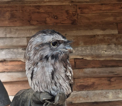 Capes Raptor Centre-玛格丽特河必去景点