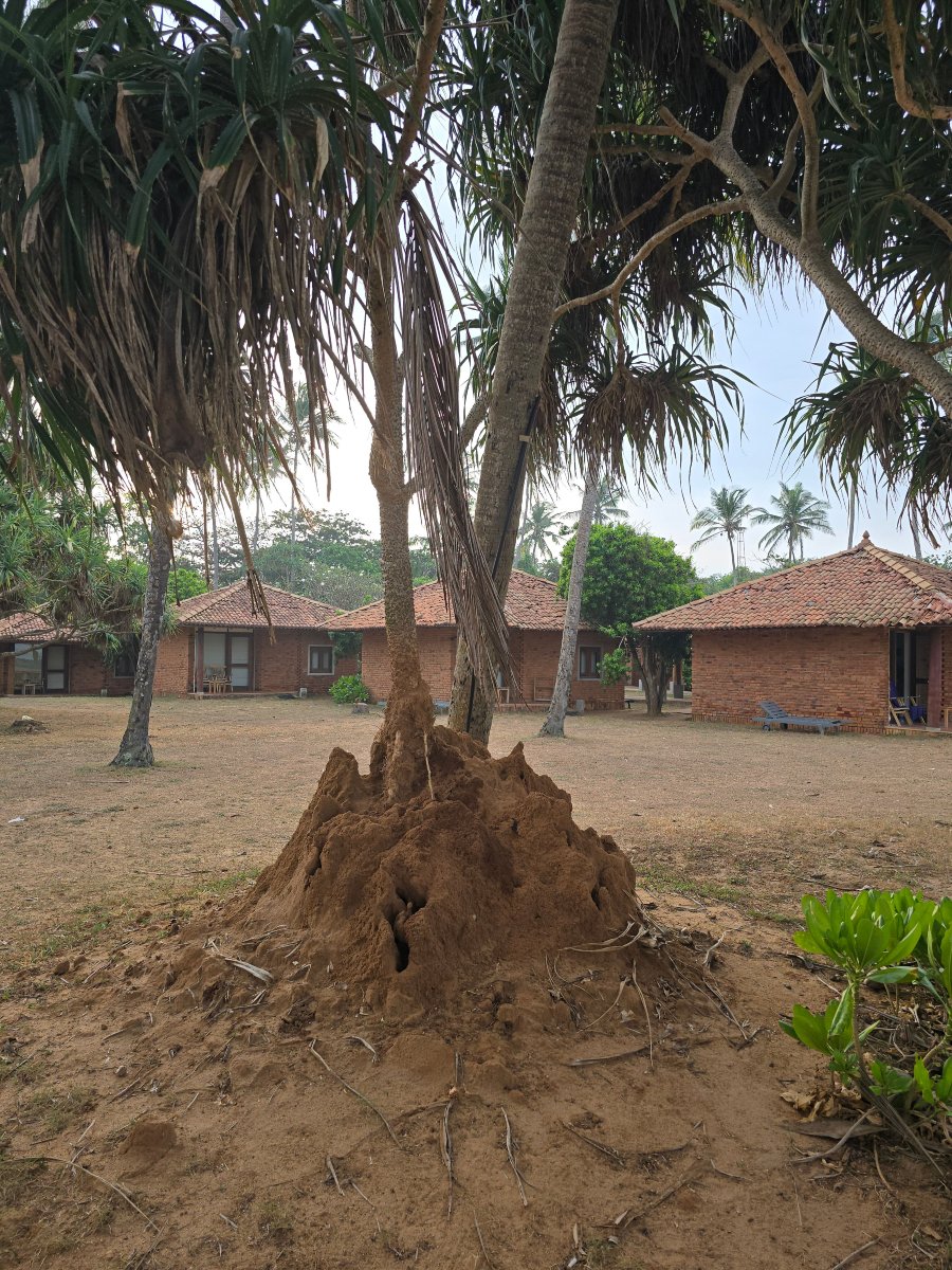 隆威利度假村酒店-官方