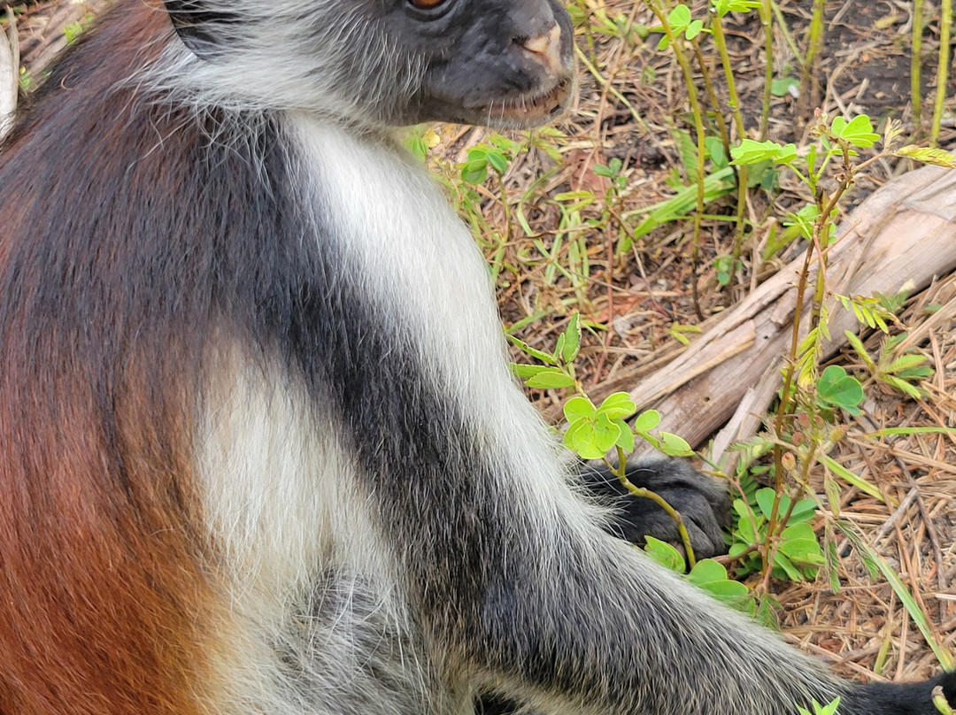 Nakupenda Tours Zanzibar-桑给巴尔市必去景点
