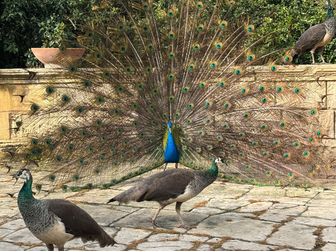 San Anton Gardens-Attard必去景点