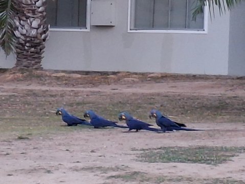 Hotel Pantanal Norte - Porto Jofre-官方