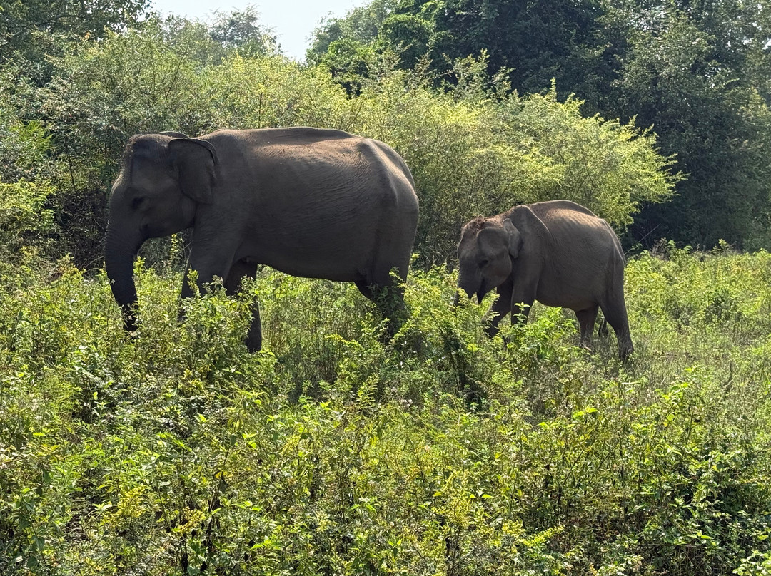Kavisha Safari Service Udawalawa-乌达瓦拉瓦必去景点