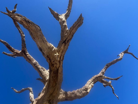 Deadvlei-苏丝斯黎必去景点