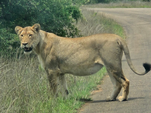 Bongan Safaris-霍德斯普鲁特必去景点