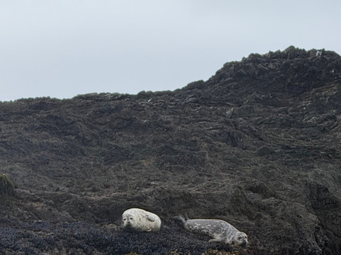 Kayak Mendocino-Little River必去景点