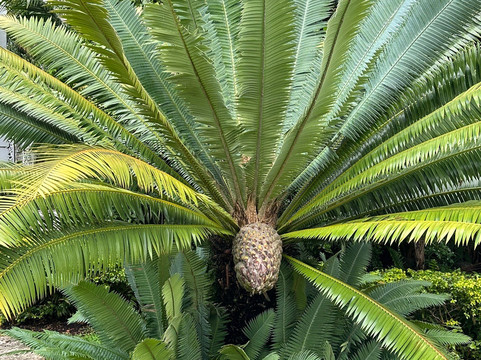 西棕榈滩市中心-西棕榈滩必去景点