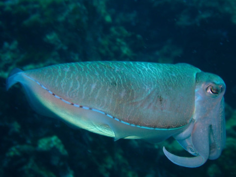 夏基潜水中心-卡伦必去景点
