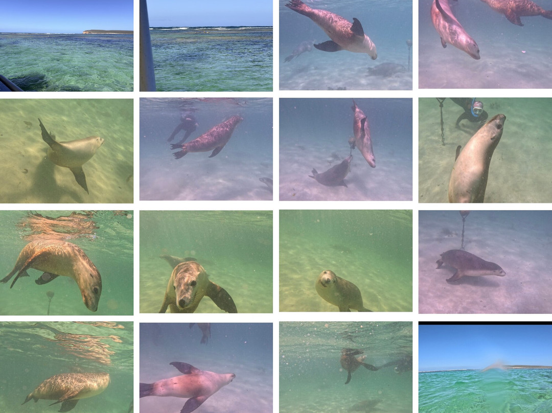 Baird Bay Experience-Bairds Bay必去景点