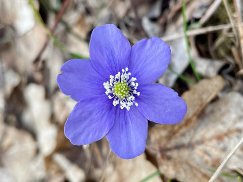 Bed & Breakfast Gabriella主图