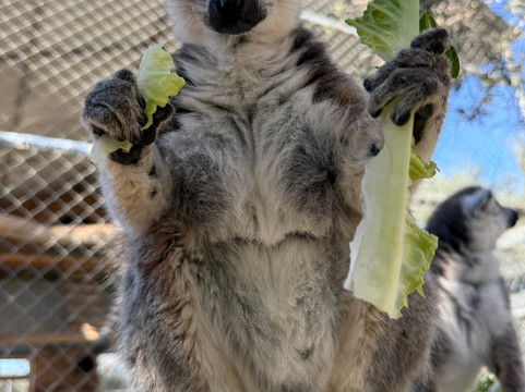 Melios Zoo-尼科西亚必去景点