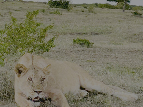 Gamewatchers Safaris-内罗毕必去景点