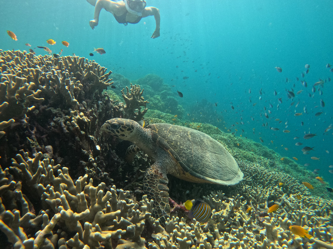 Snorkeling Diving Menjangan-Menjangan Island必去景点