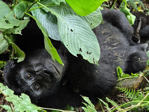 Nkuringo Safaris-布恩迪难以穿越的国家公园必去景点