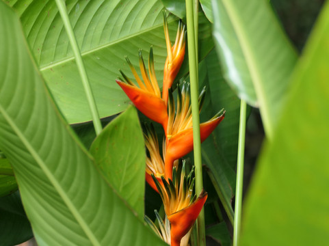 J.R. O'Neal Botanical Gardens-Road Town必去景点