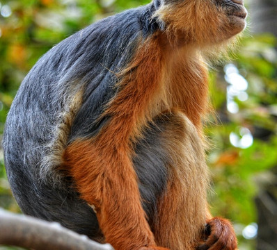 Monkey Park Senegambia-塞瑞库达必去景点