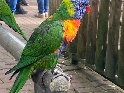 Wingham Wildlife Park-Wingham必去景点