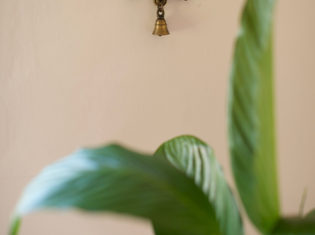 St Osyth旅游景点-Olive Tree Therapies