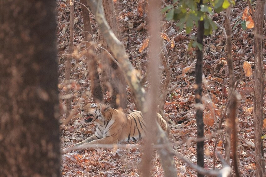 Sterling Padam Pench主图