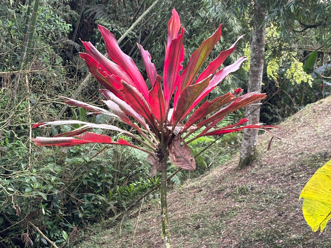 Jardin Botanico Alejandro Humboldt-Marsella必去景点