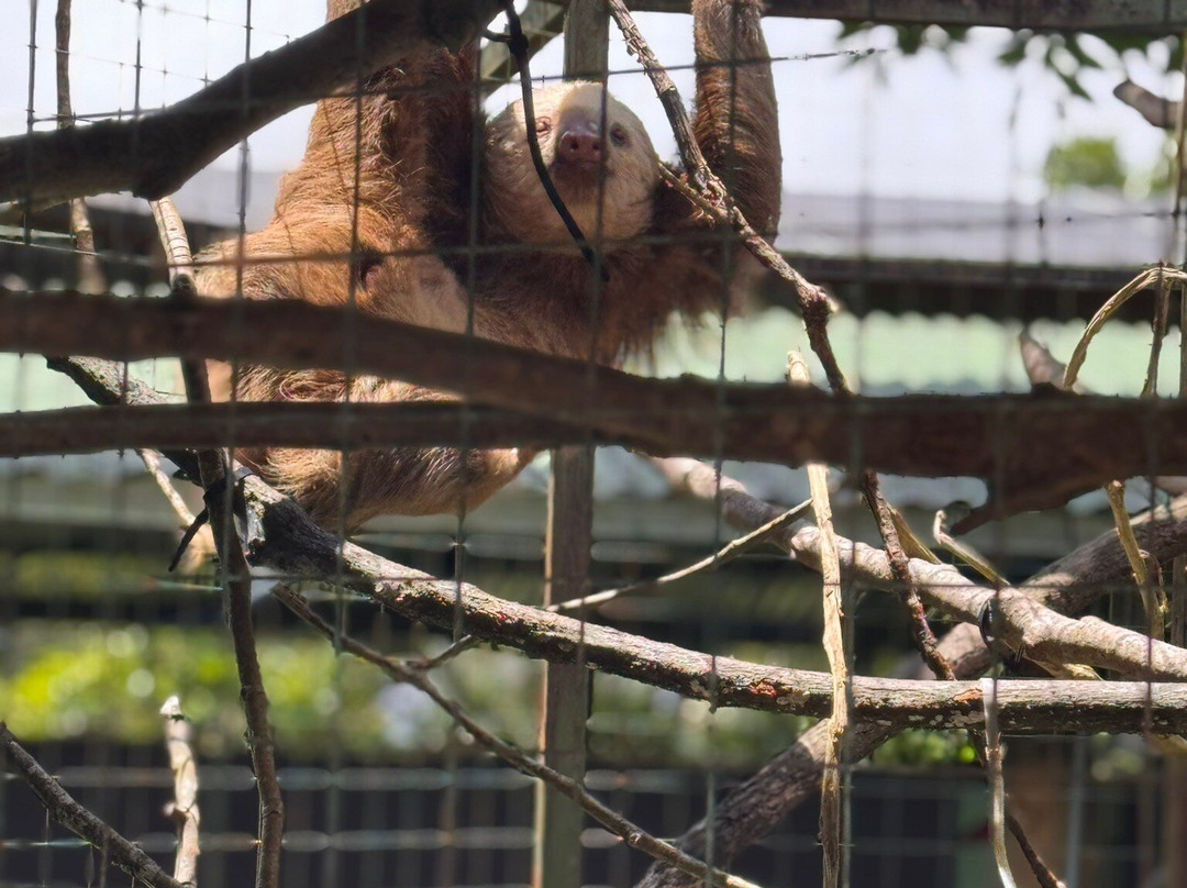 Toucan Rescue Ranch-San Isidro必去景点