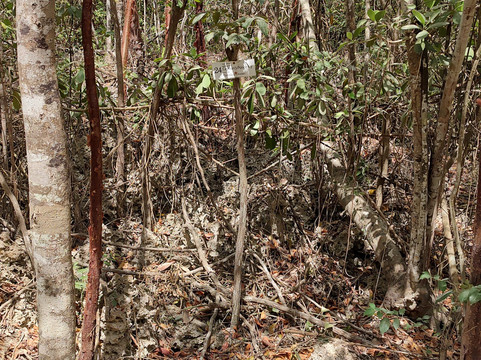 Cayman Crystal Caves-大开曼岛必去景点