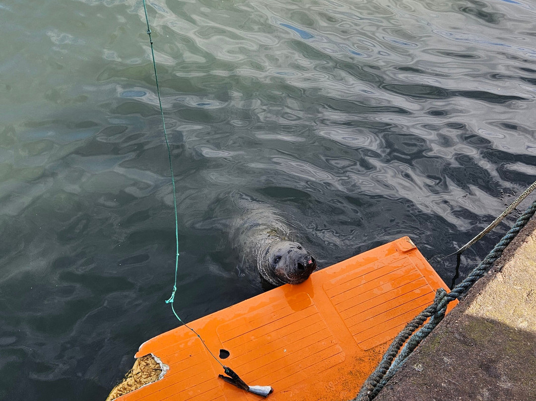 Feed The Seals At Eyemouth-Eyemouth必去景点