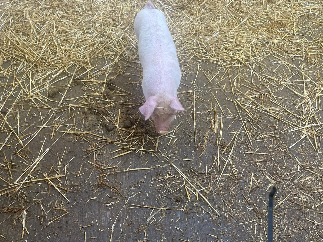Greenmeadow Community Farm-Cwmbran必去景点