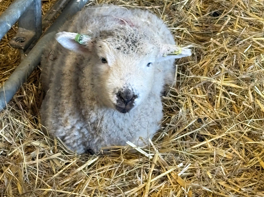 Thrift Farm-Whaddon必去景点