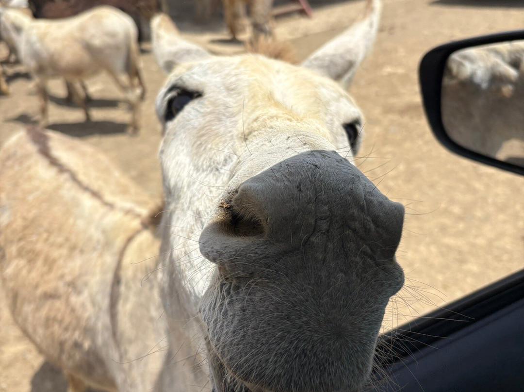 Donkey Sanctuary Bonaire-博奈尔岛必去景点