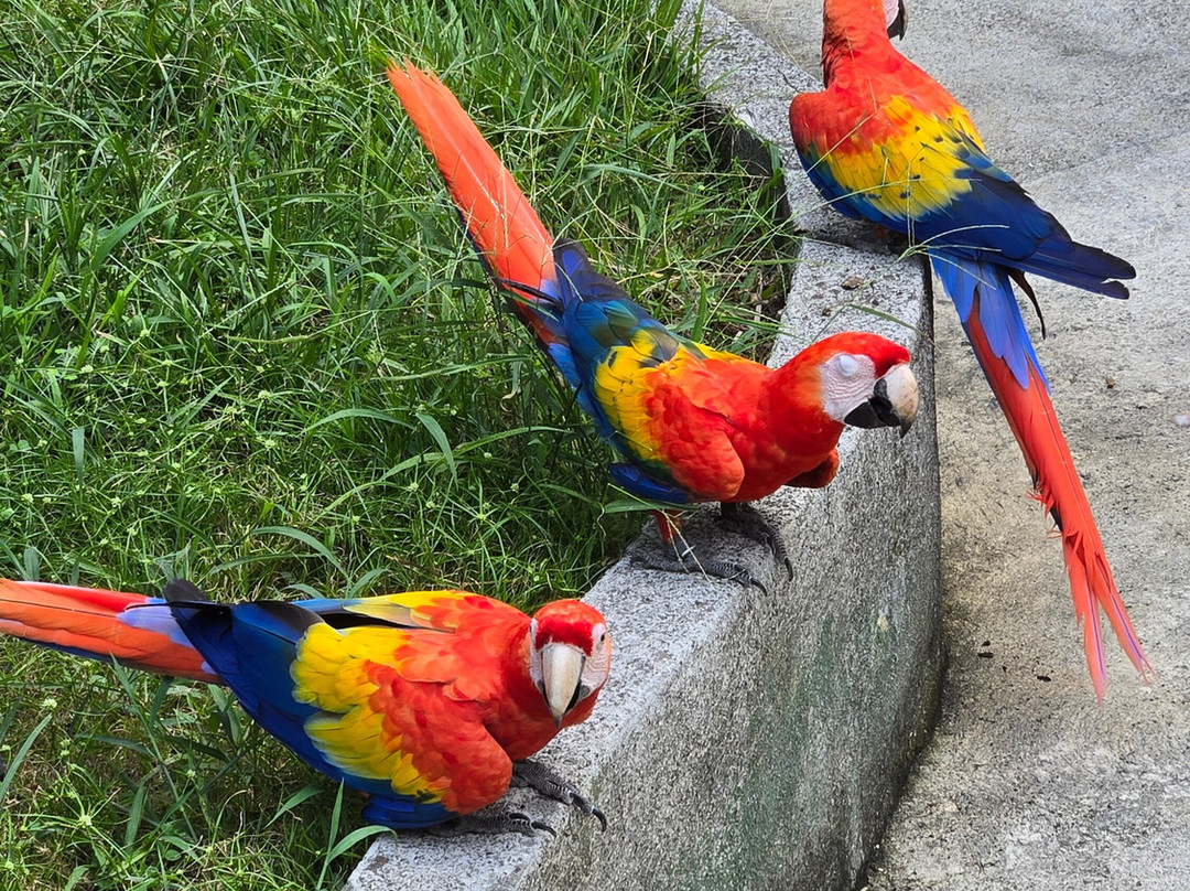 Tiquicia Tours-彭塔雷纳斯必去景点