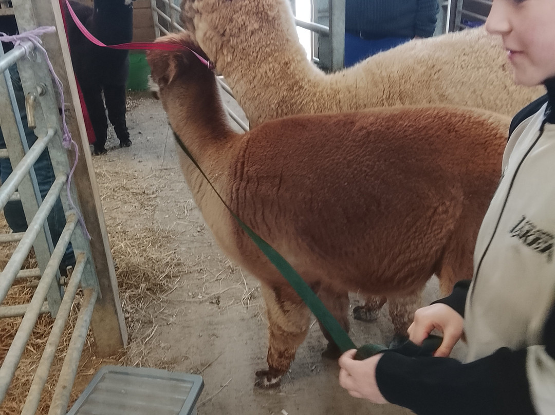 Popham Farm Alpaca Trekking-索尔塔什必去景点