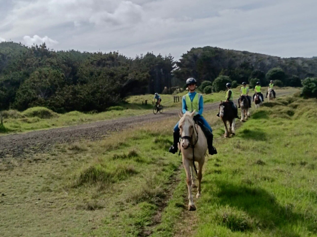 Muriwai Beach Horse Treks-穆里怀海滩必去景点