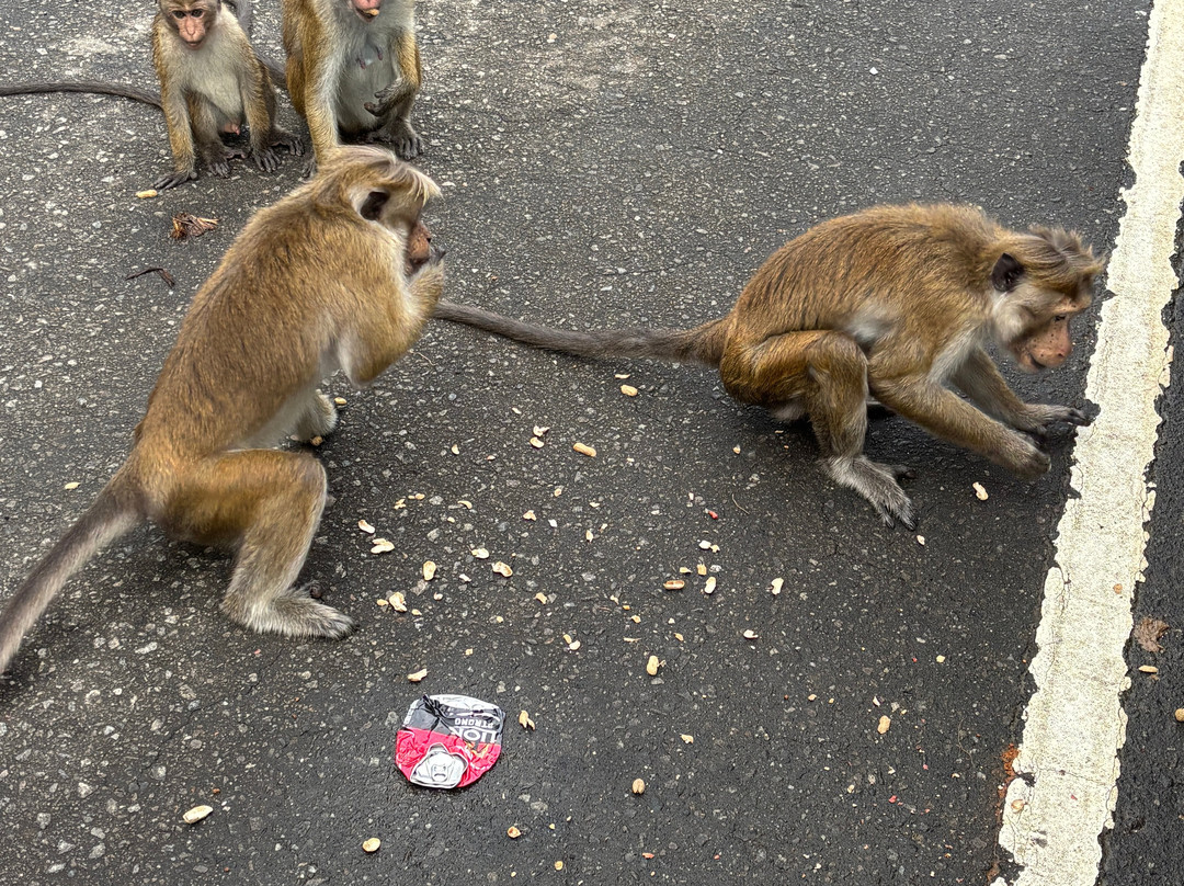 Indunil tours Sri Lanka-Deniyaya必去景点