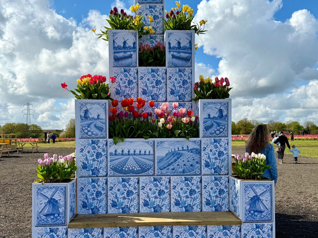 Tulleys Tulip Fields - Hertfordshire-圣奥尔本斯必去景点